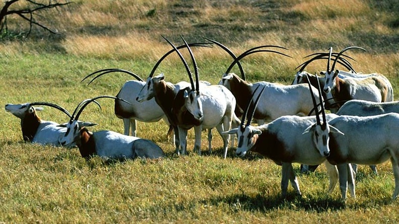 Scimitar-Horned Oryx